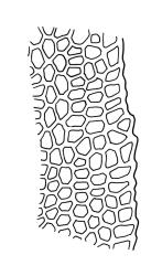 Calomnion complanatum, upper laminal cells and margin of lateral leaf. Drawn from A.J. Fife 11314, CHR 514642.
 Image: R.C. Wagstaff © Landcare Research 2016 